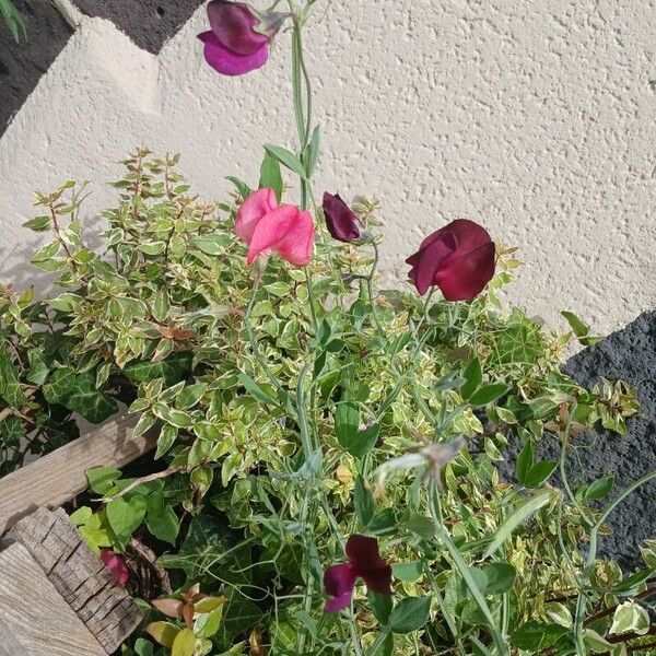 Lathyrus odoratus Habit