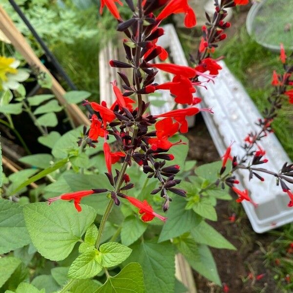 Salvia coccinea Цветок