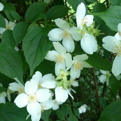 Philadelphus coronarius फूल