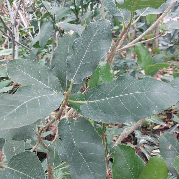 Ficus glumosa Листок