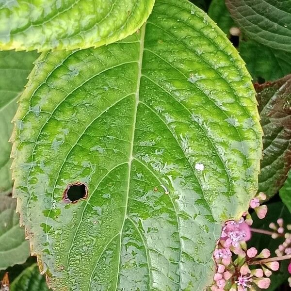 Hydrangea spp. Leaf