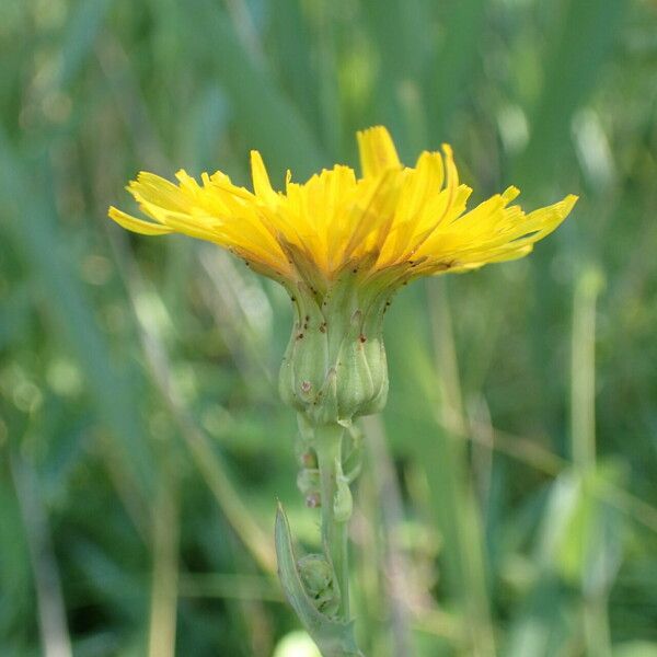 Sonchus maritimus Kwiat