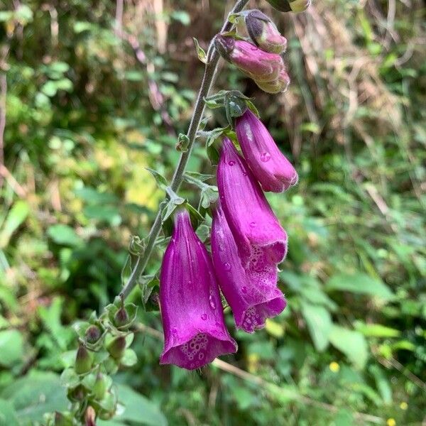 Digitalis thapsi Flower