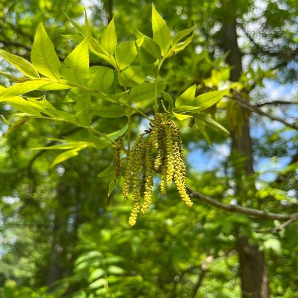 Carya illinoinensis Blüte