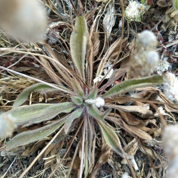 Plantago lagopus Φύλλο