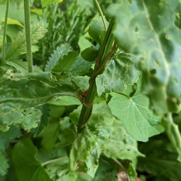 Rumex rugosus Žievė