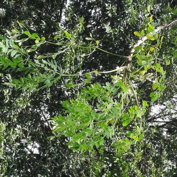 Moringa oleifera Leaf