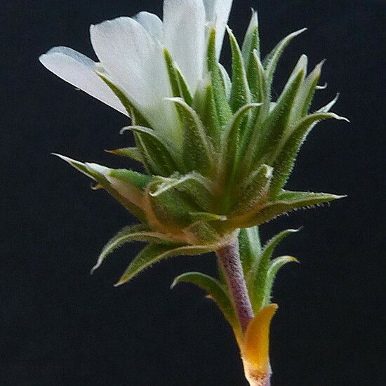 Arenaria aggregata Квітка