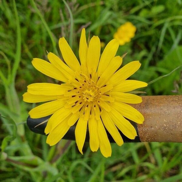 Tragopogon pratensis 花