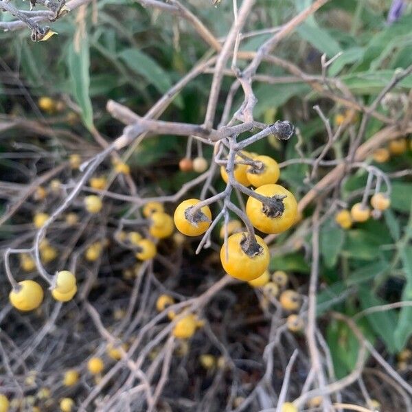 Solanum elaeagnifolium Fruit