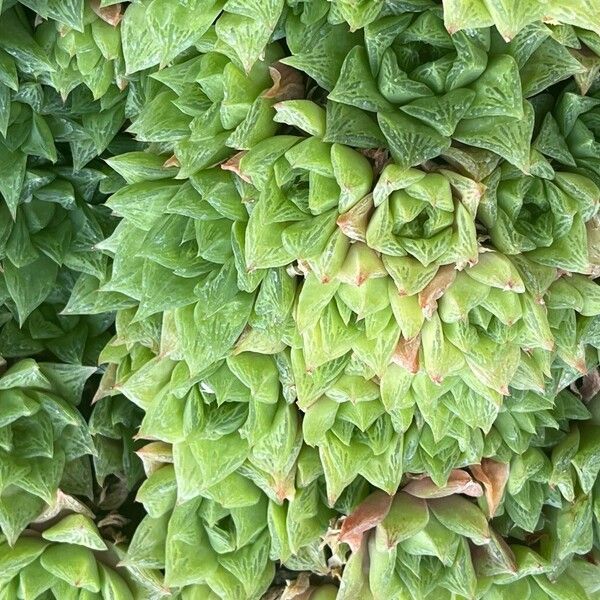 Haworthia retusa Blatt