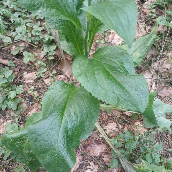 Digitalis purpurea 葉