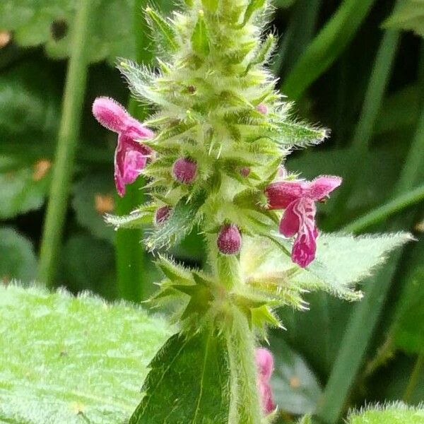 Stachys sylvatica Fleur