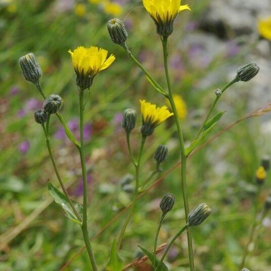 Hieracium chloropsis Other