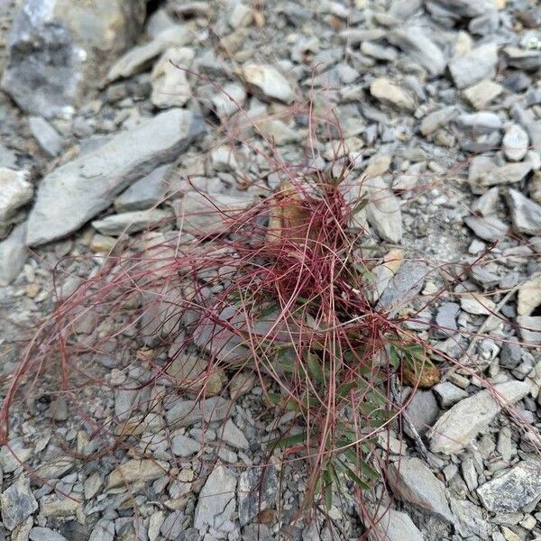 Cuscuta epithymum Çiçek