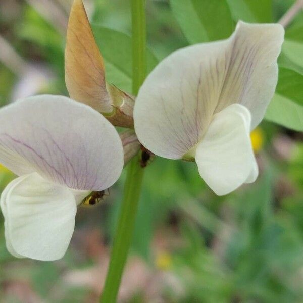 Vicia grandiflora Flors