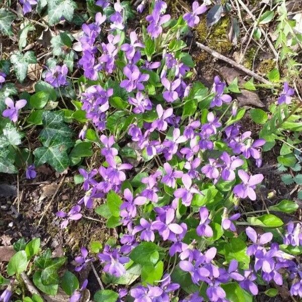 Viola odorata പുഷ്പം