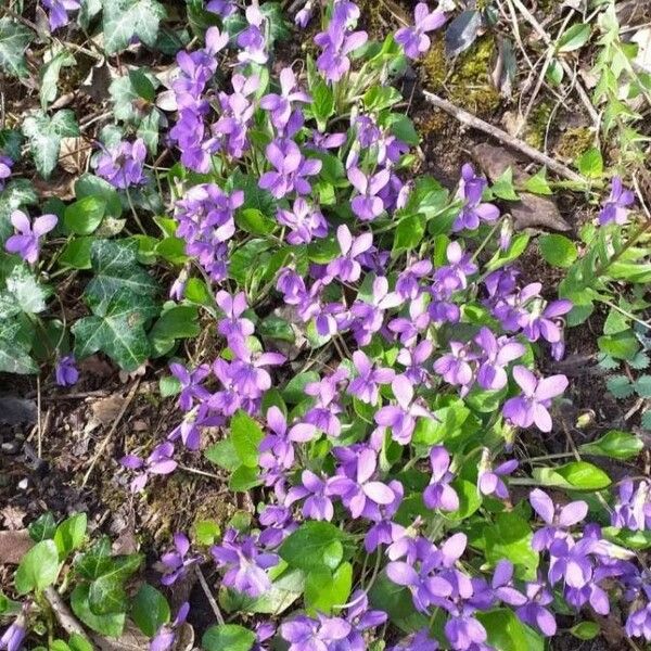 Viola odorata Flower