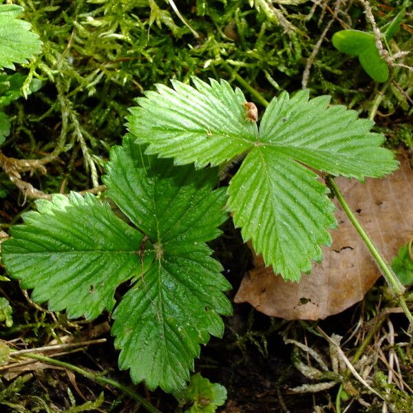 Fragaria vesca Blatt