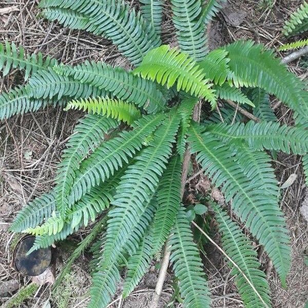 Blechnum spicant Leaf