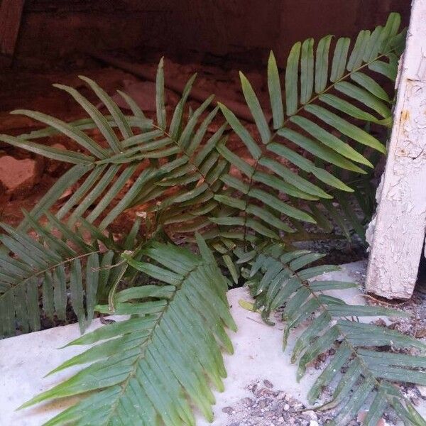 Pteris longifolia Leaf