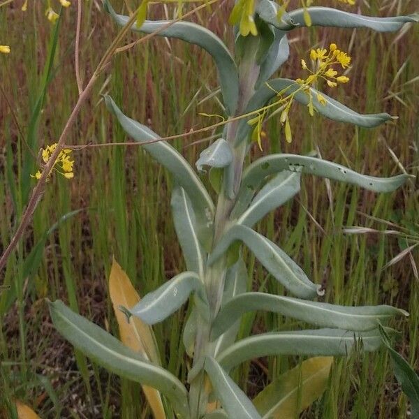 Isatis tinctoria Blatt