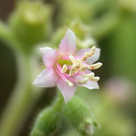 Miconia secunmexicana