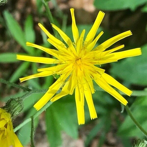 Crepis paludosa ᱵᱟᱦᱟ