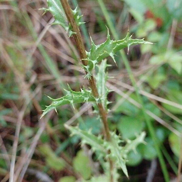 Carlina vulgaris Листок