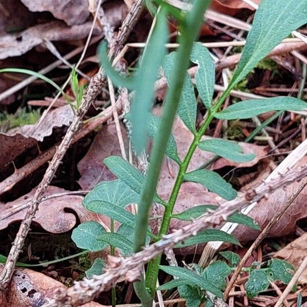 Cardamine pratensis Leaf