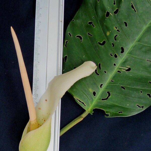 Philodendron inaequilaterum Annet