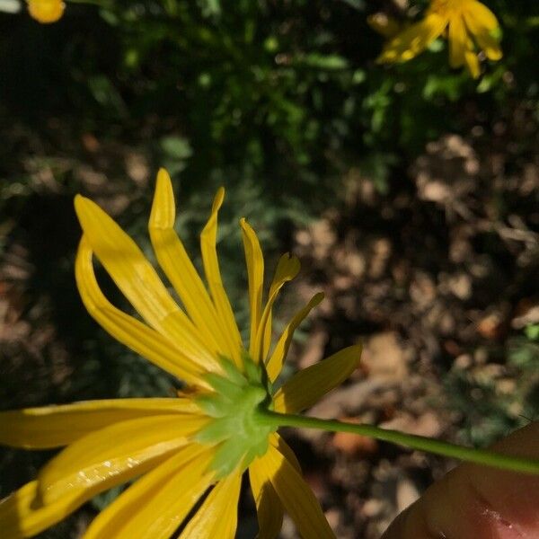 Euryops chrysanthemoides Blüte