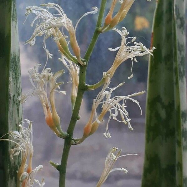 Dracaena hyacinthoides Flor