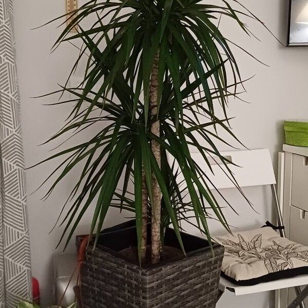 Dracaena reflexa List