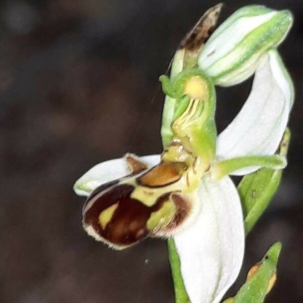 Ophrys apifera Blüte