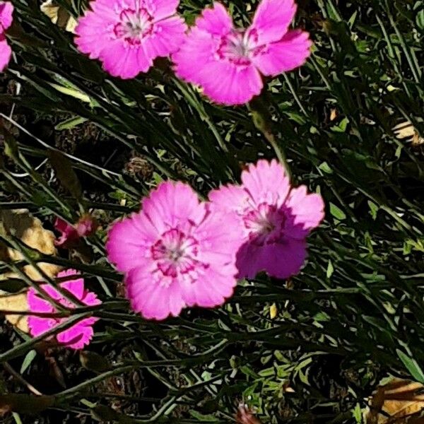 Dianthus deltoides Λουλούδι