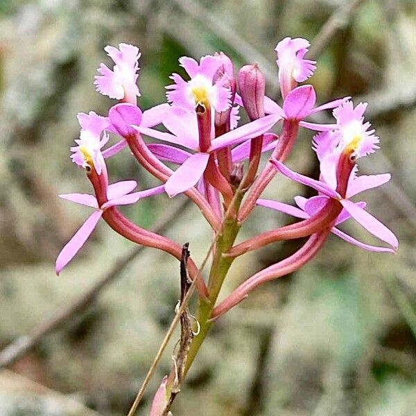 Epidendrum secundum Çiçek