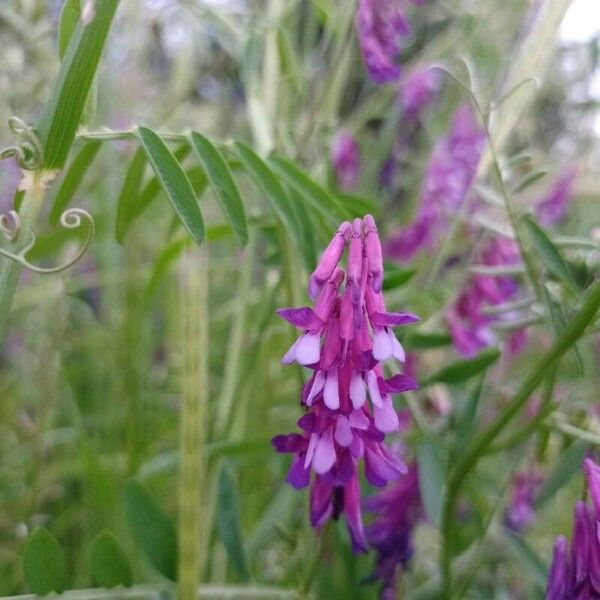 Vicia villosa Kvet