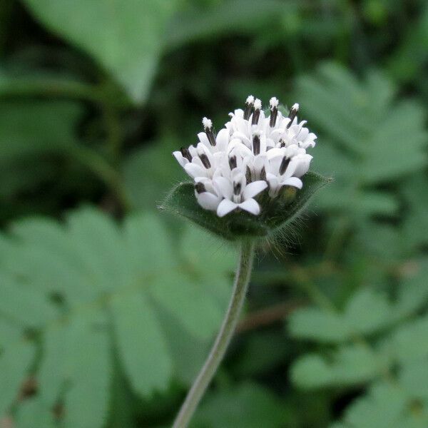 Lagascea mollis Flower