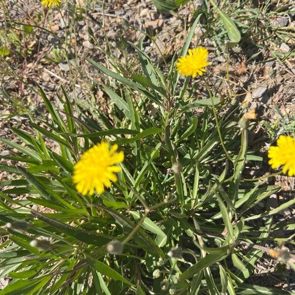 Crepis tectorum Žiedas