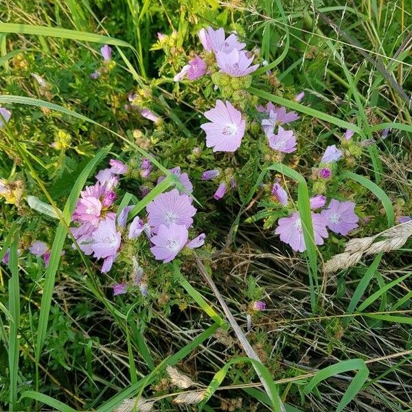 Malva alcea Flower