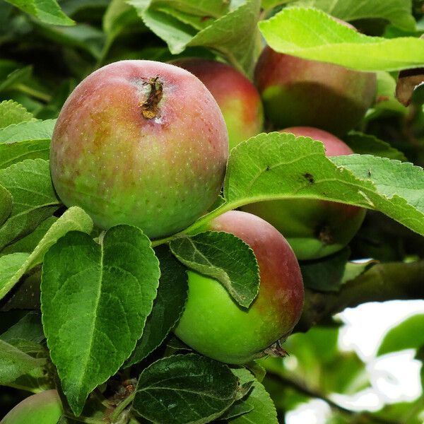 Malus domestica Плод