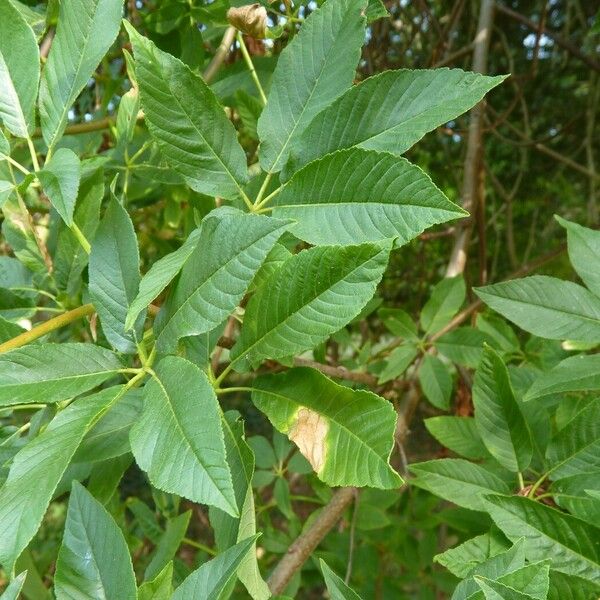 Aesculus californica Leaf