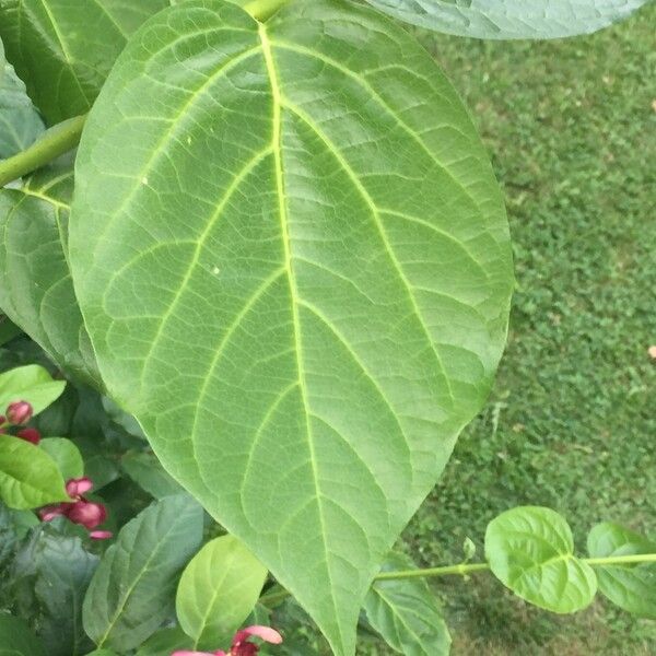 Calycanthus floridus Leaf