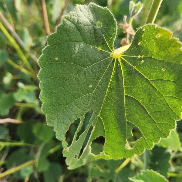 Abutilon hirtum Φύλλο