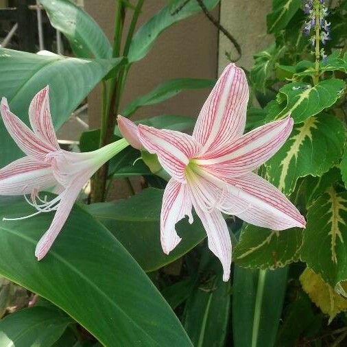 Hippeastrum reticulatum Цвят