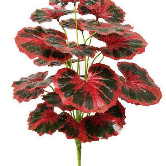 Begonia rex 葉