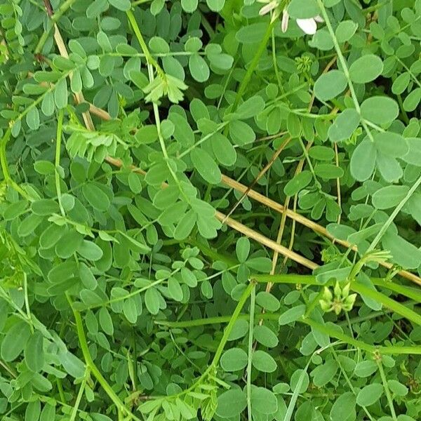 Coronilla varia Лист