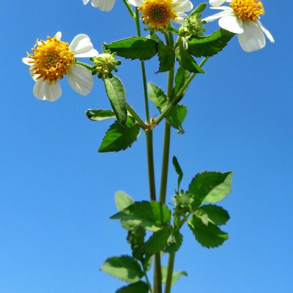 Bidens alba Hàbitat