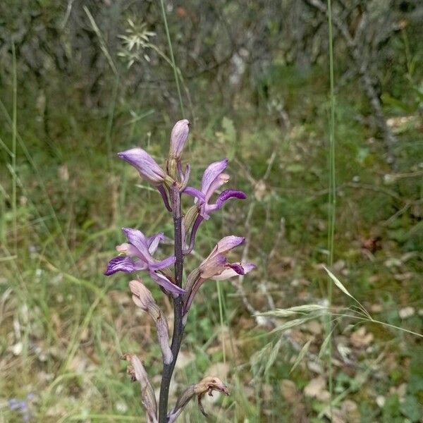 Limodorum abortivum Flor